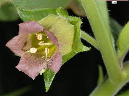 Belladonna
